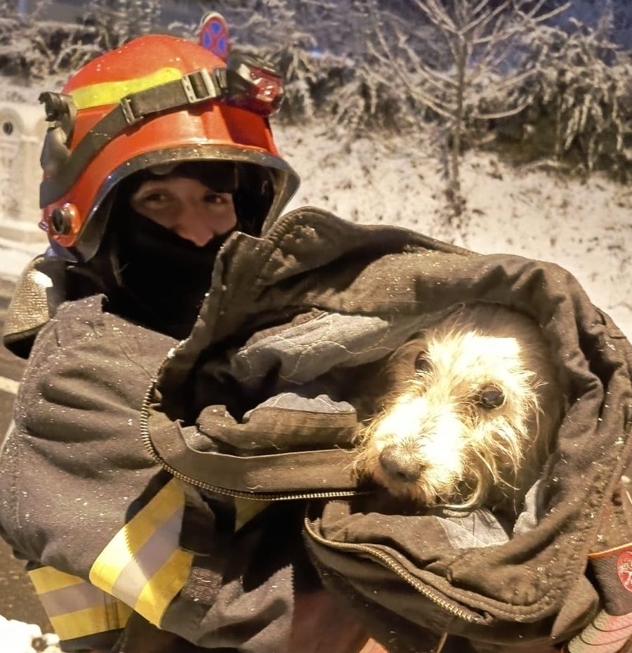 Cățel salvat de la înec de un pompier sucevean din apa înghețată a lacului din zona de agrement Tătărași (foto)