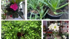 447889189_453321824107944_8304343184406534142_n-230x130-2