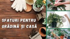 557610297_797270749713048_824690309992399039_n-230x130-4