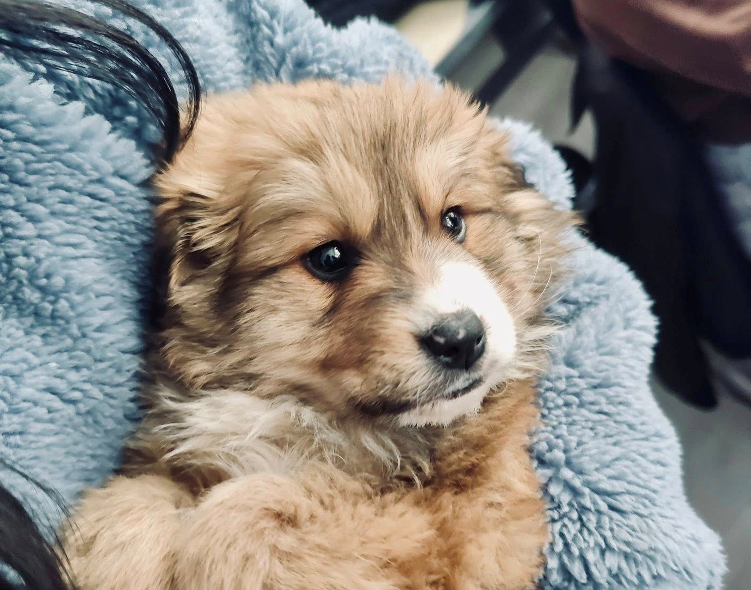 Lecție de umanitate la Berca. Ce a adus o elevă la școală, în ghiozdan. Gestul ei a topit pe toată lumea (FOTO)