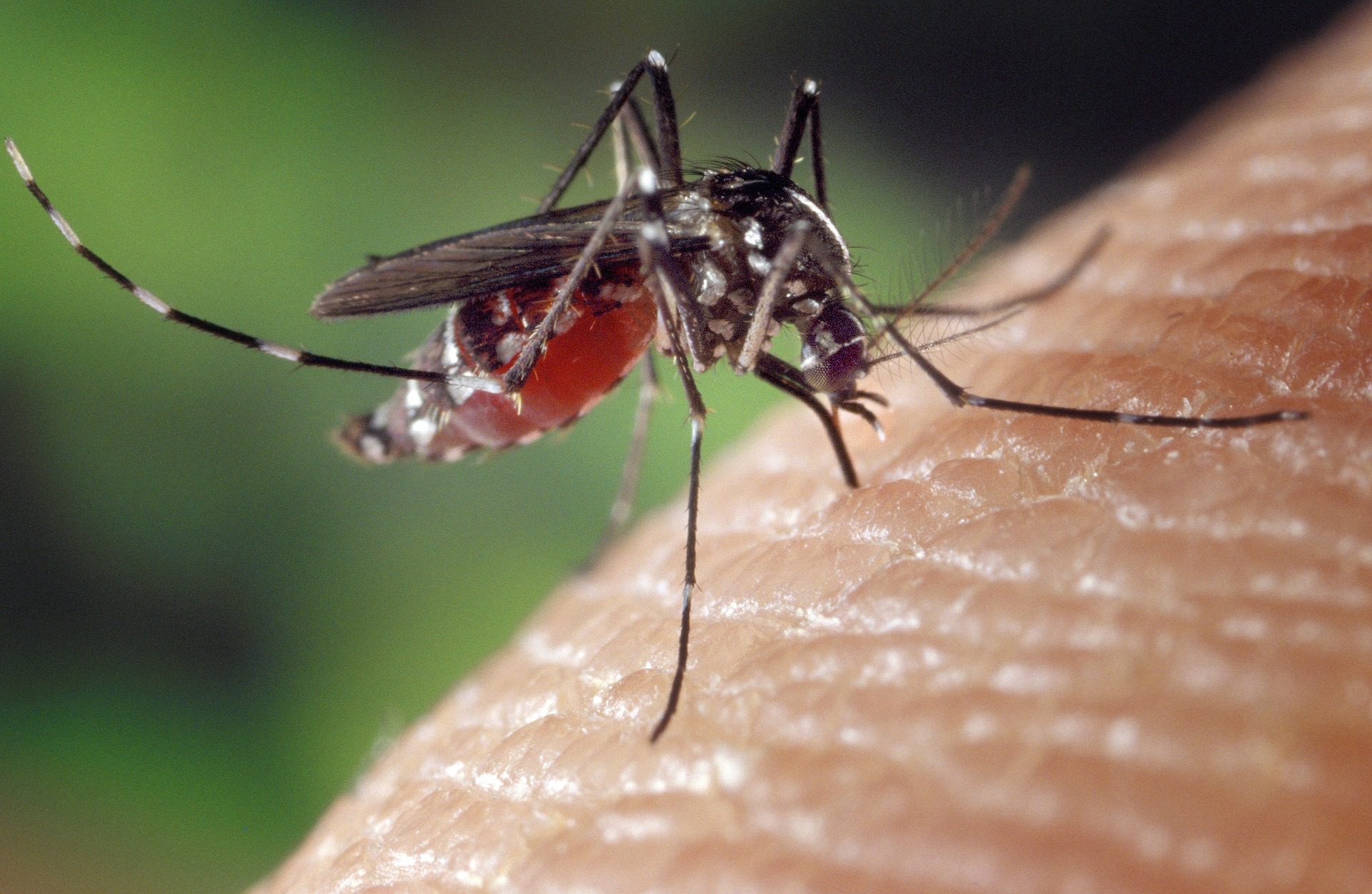 Primul caz de virus Chikungunya în România, confirmat la un bărbat venit din Africa
