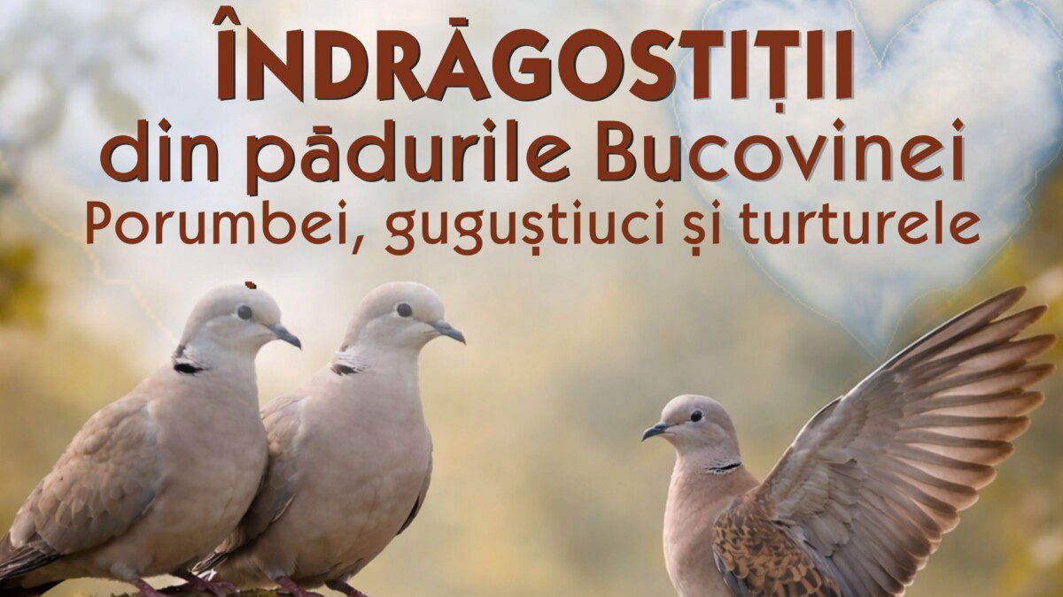 „Îndrăgostiții din pădurile Bucovinei” – oră de muzeu specială de Dragobete la Muzeul de Științele Naturii din Suceava