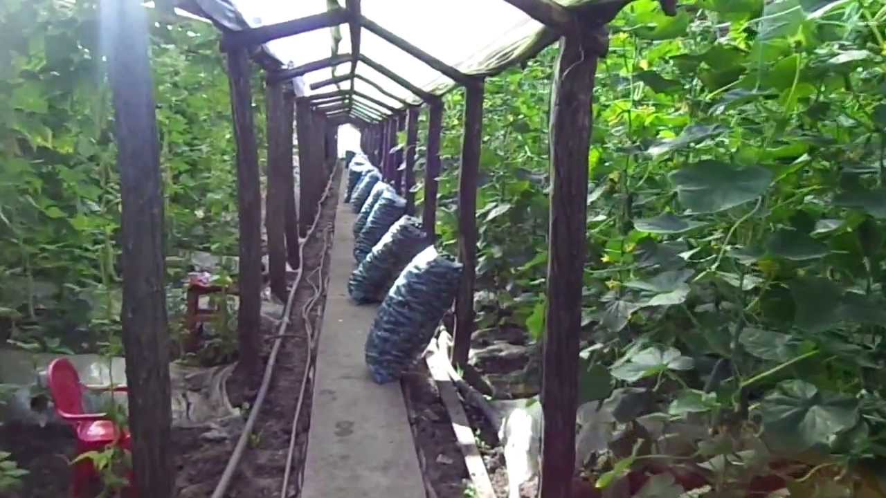 COSTURILE MARI REDUC CULTURILE DE LEGUME DIN SOLARII, DIN PRIMĂVARĂ