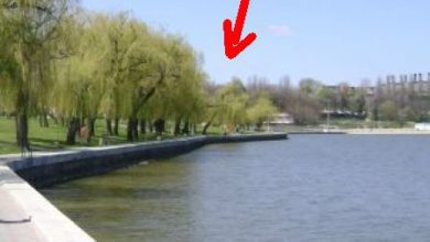 ciuperca-2-390x220-2