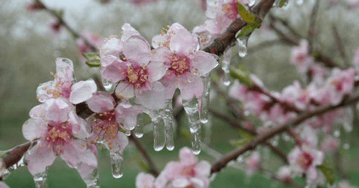 Ministerul Agriculturii schimbă foaia: bani pentru despăgubiri, dar și investiții obligatorii pentru a preveni înghețul de primăvară. Stațiunea Istrița, printre beneficiari