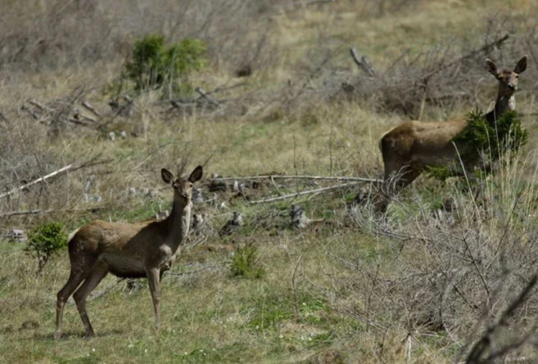 (VIDEO) Căprioare surprinse în Rezervația Geologică Agighiol – Nucarilor, în timpul unei verificări de rutină