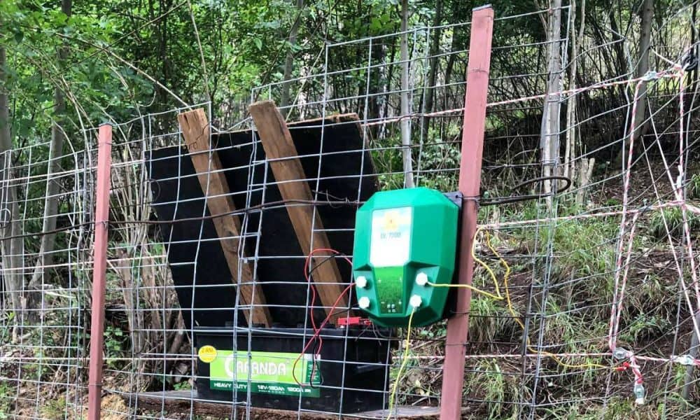 S-a deblocat programul care aduce garduri electrice pentru siguranța buzoienilor! Cum funcționează sistemul care a „îmblânzit” urșii în Vrancea