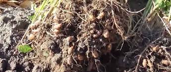 Migdalele de pământ, o nouă idée de afacere oferită de cercetătorii Băncii de Gene din Buzău!