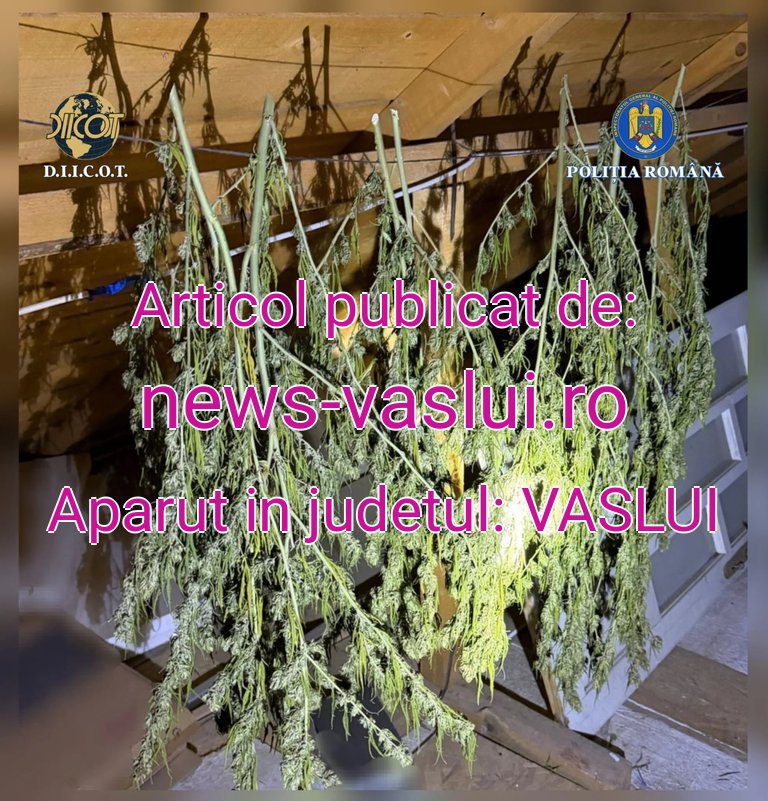 DIICOT percheziționează casa din Ghidigeni: bărbat reținut cu peste 2 kg canabis