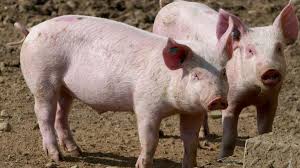 Două noi focare de pestă porcină, în județul Buzău!