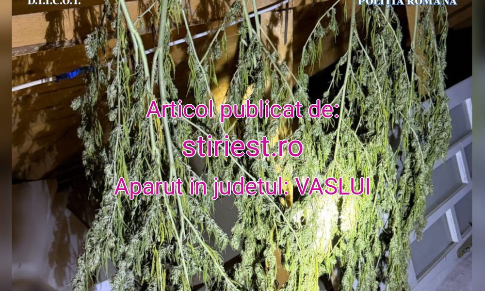 Bărbat cercetat pentru trafic de droguri de risc, în formă continuată. Percheziții și cantități mari de canabis ridicate