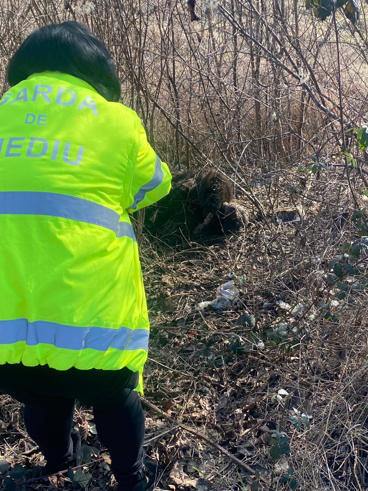 URS UCIS ÎN URMA UNUI ACCIDENT RUTIER, PE UN DRUM DIN JUDEȚUL…