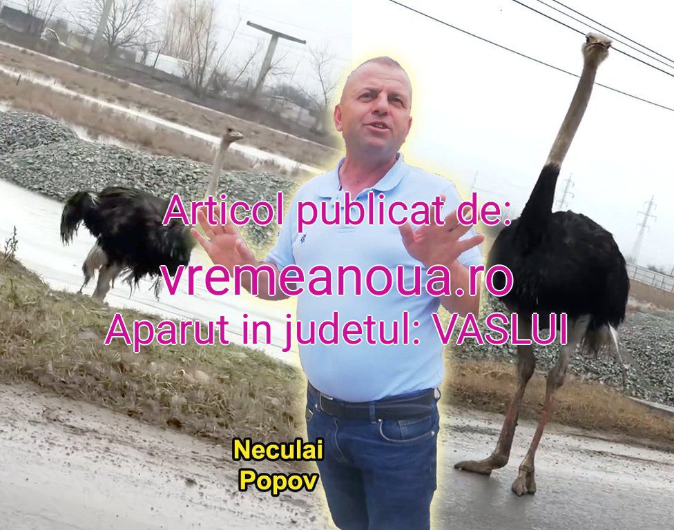 VIDEO | Iată povestea din spatele struților care circulau liberi pe varianta Vasluiului