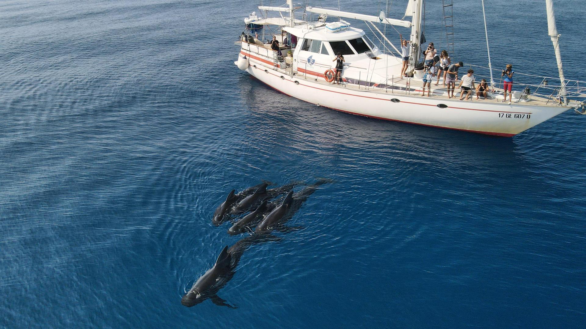 Quarant’anni di ricerca sui mari per Tethys, “Un richiamo alla responsabilità”