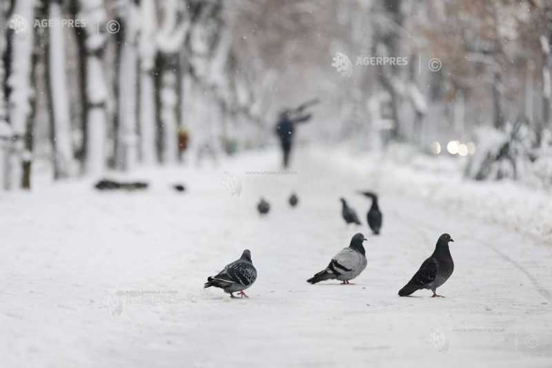 Ger, temperaturi maxime negative și ninsori în București, în următoarele zile (prognoză)