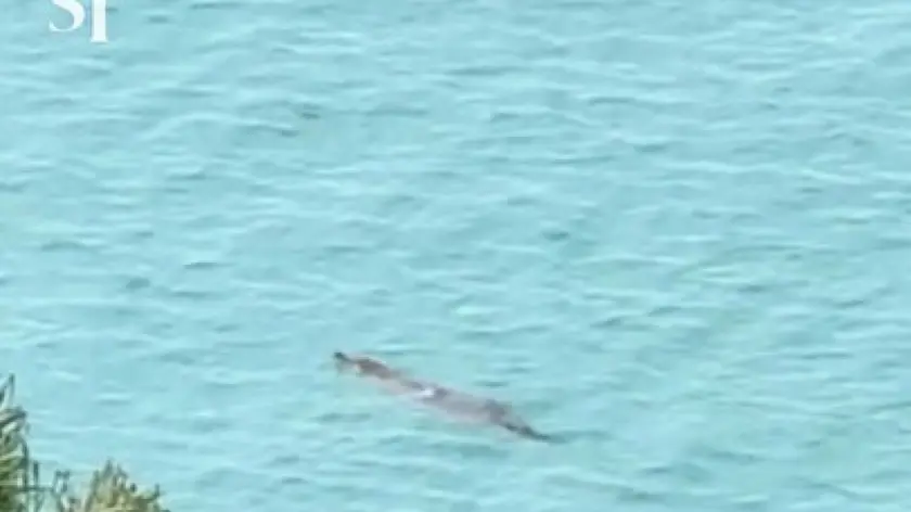 Evento raro a Singapore, avvistato un coccodrillo a Sentosa