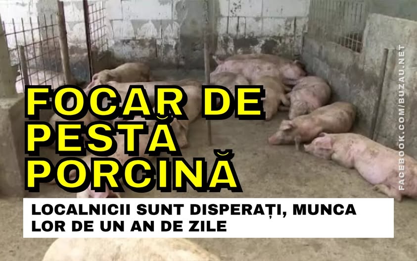 Un nou focar de pestă porcină africană lovește județul Buzău