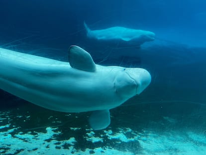 Las 30 belugas escapan de la eutanasia: el Gobierno canadiense abre la puerta a su envío desde Marineland a Estados Unidos