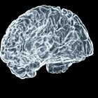 Cervello umano e spazio, ecco cosa succede quando gli orologi cerebrali interni non rispondono