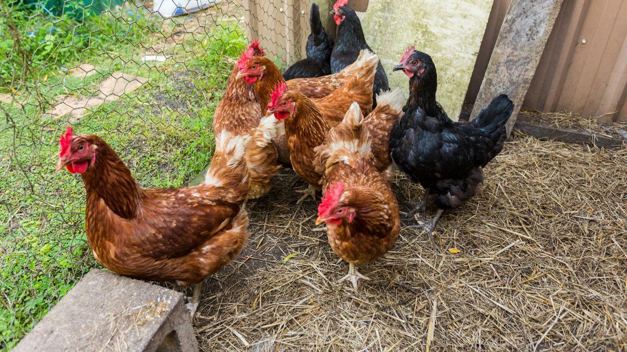 (foto di repertorio)