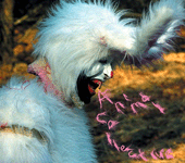 Image may contain Plant