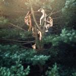 Image may contain Vegetation Plant Tree Forest Outdoors Nature Land Woodland Jungle Housing and Building