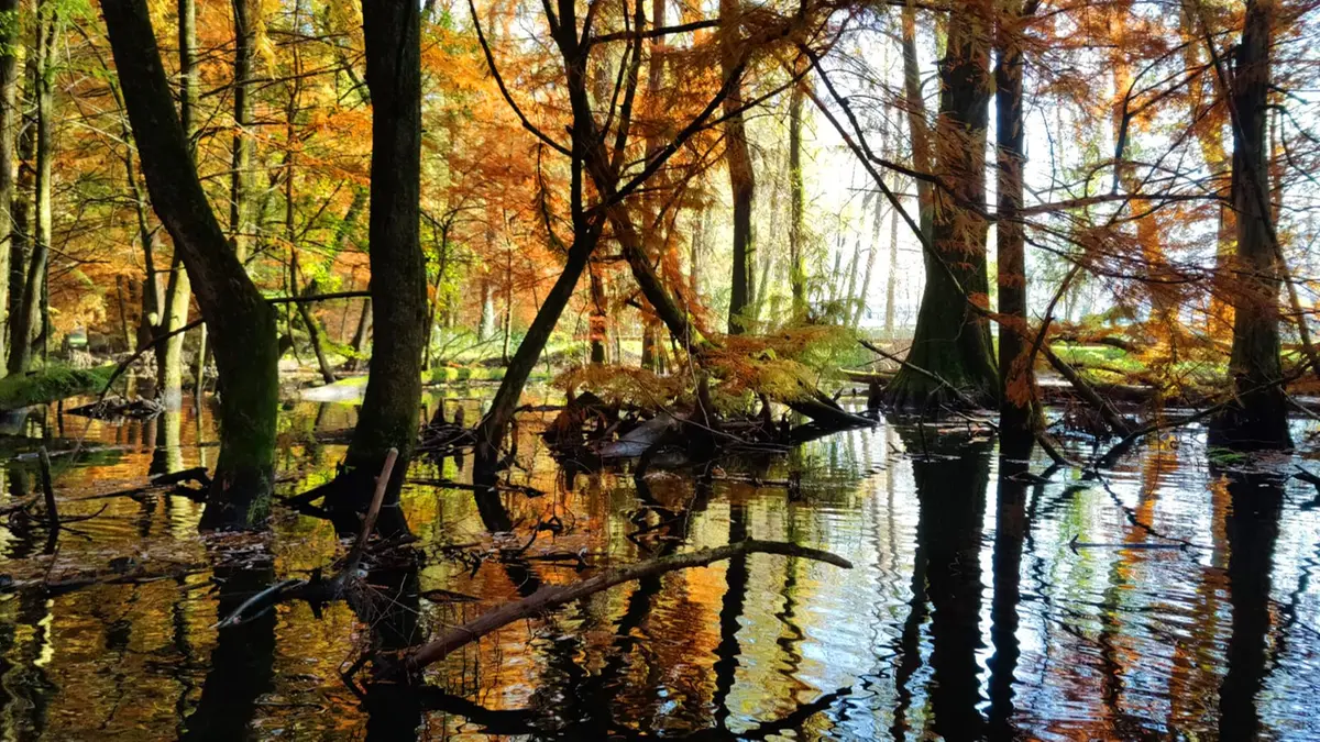 Il bosco dei taxodi, un’oasi in continua evoluzione