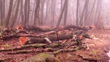 arbori taiati in padurea de la baile felix
