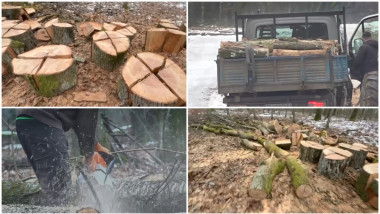 arbori taiati baile felix