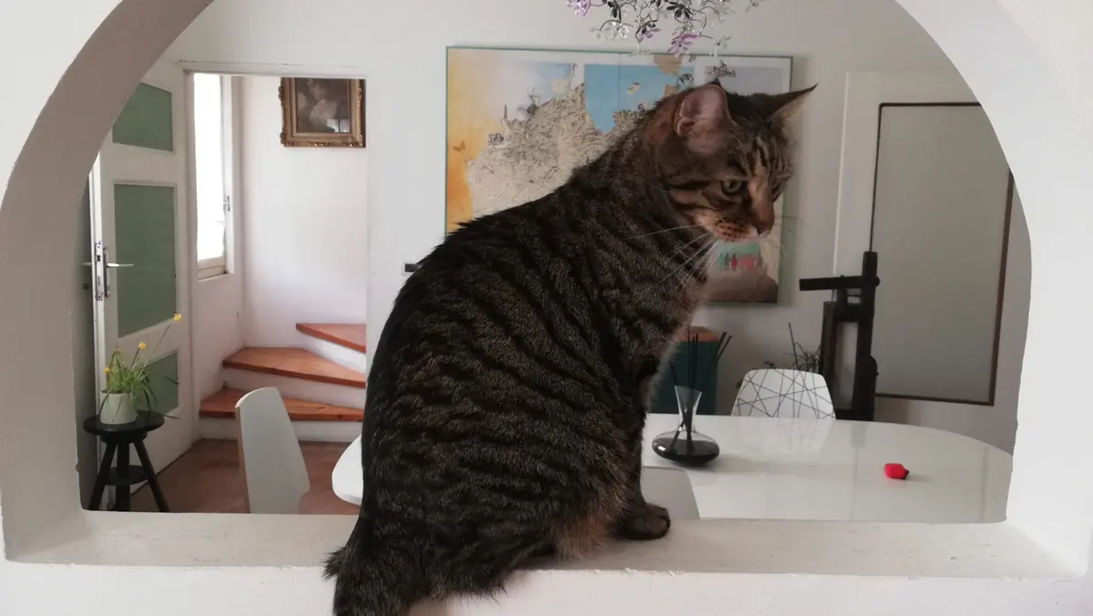 Ogni gatto è un’opera d’arte. E viceversa