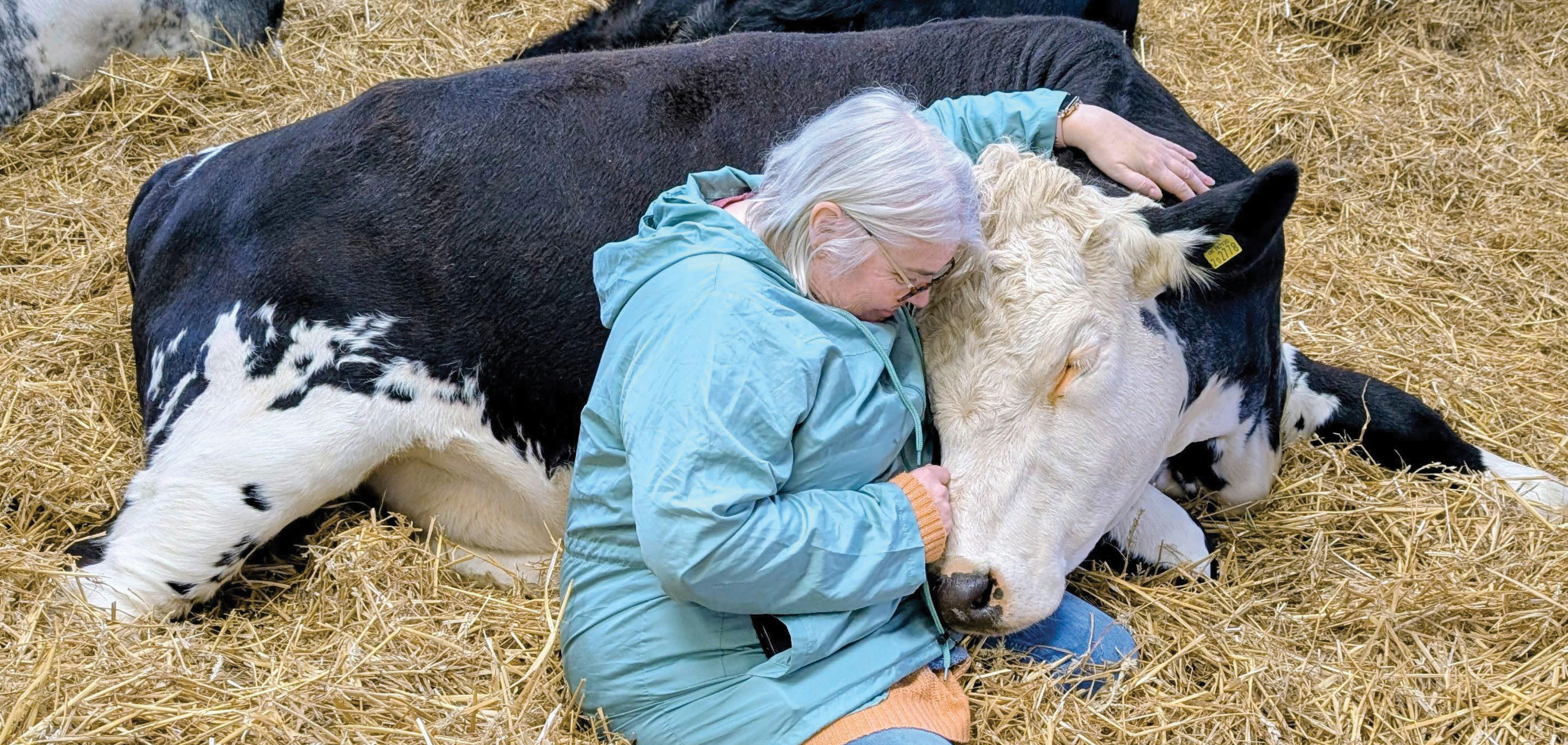 Relaxare cu vaci: Şedinţele de îmbrăţişat vacile au ajuns să fie vândute tot mai mult de fermierii di
