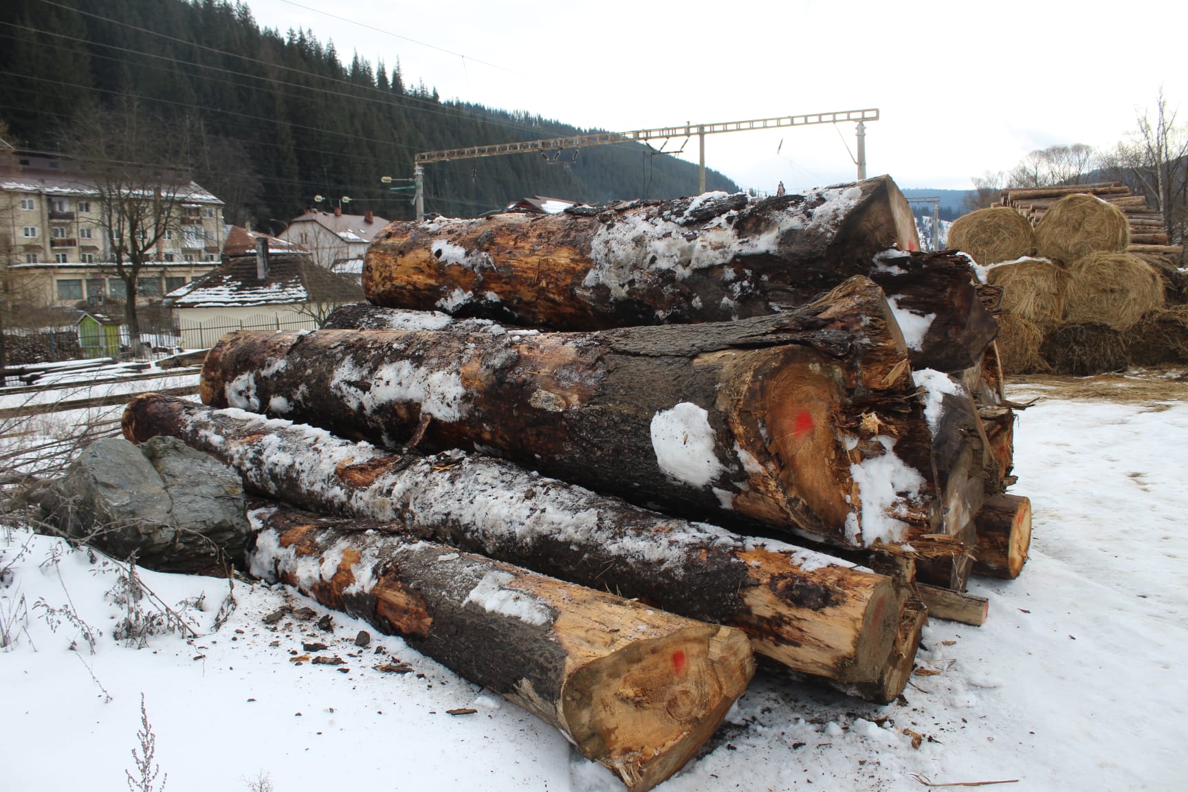 Peste 150 de metri cubi de material lemnos, confiscați de polițiști în urma unei acțiuni desfășurate la