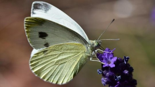 Stategia națională pentru biodiversitate, adoptată